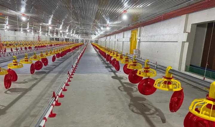 Feed lines installed down a finished broiler house